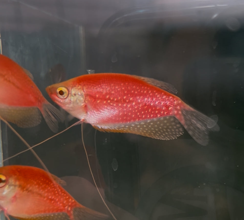 Starfire Red Glo Gourami