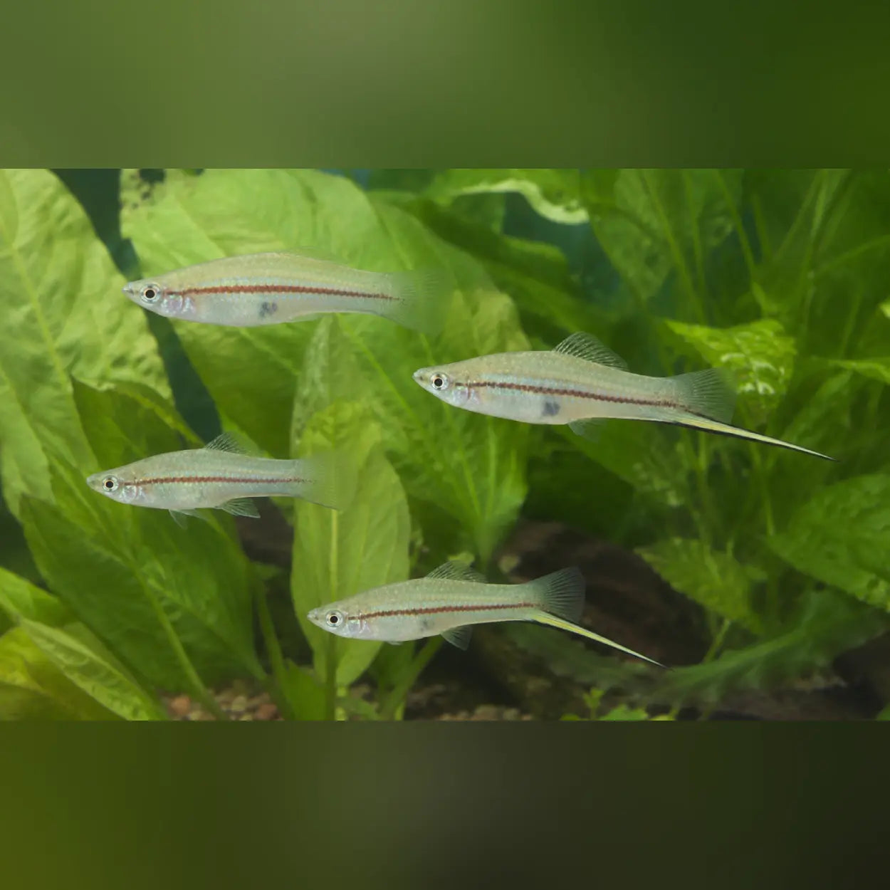 Green Swordtail (4-Pack)