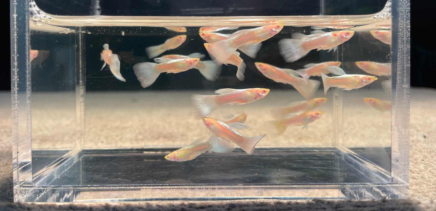 Albino Blue Sky Guppy (Pair) (Show)