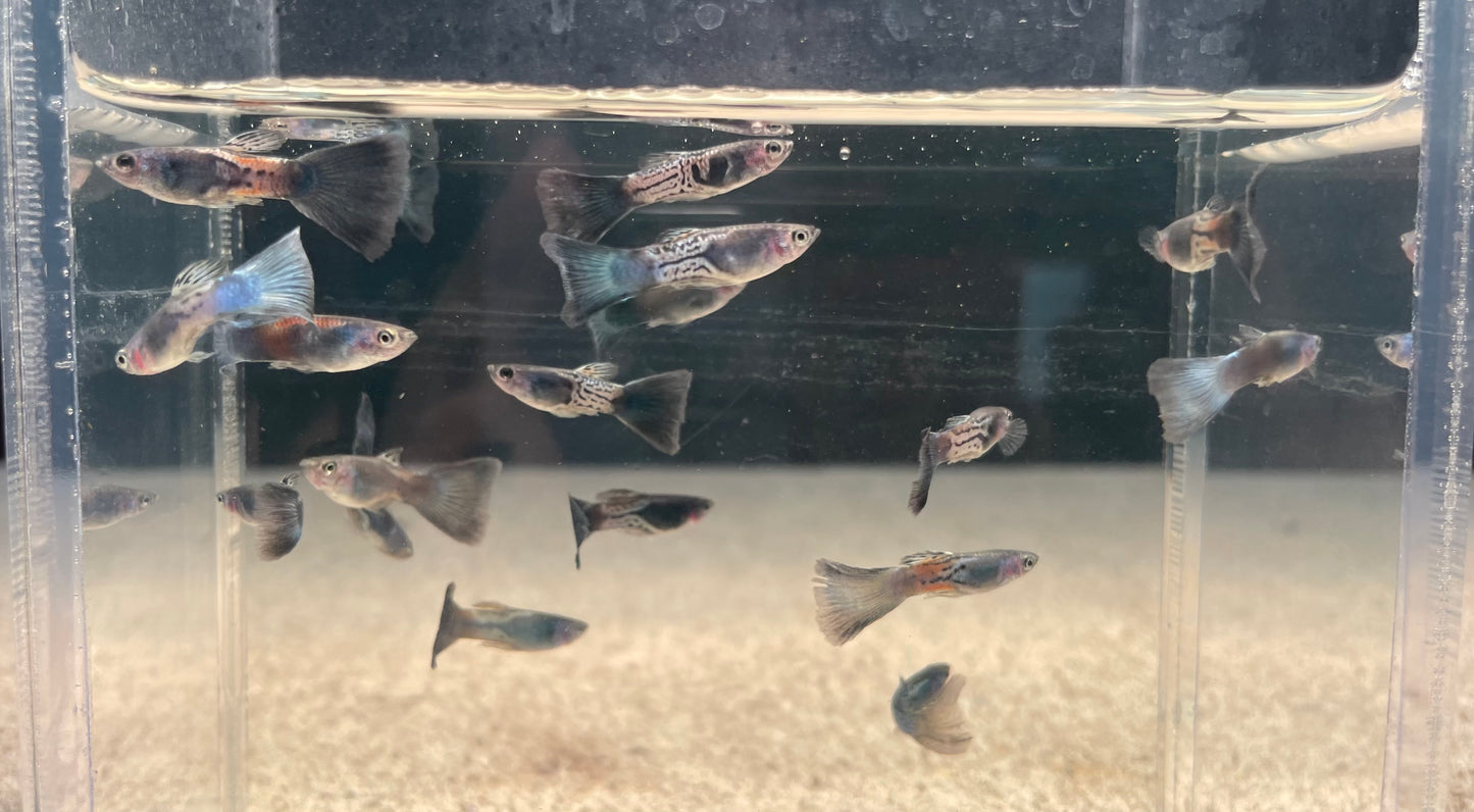 Metallic Snakeskin Guppy (Pair) (Show)