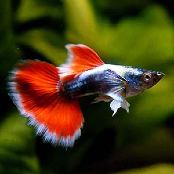 Santa Claus Guppy - Male