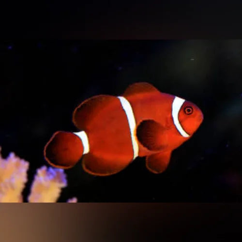 Maroon Clownfish