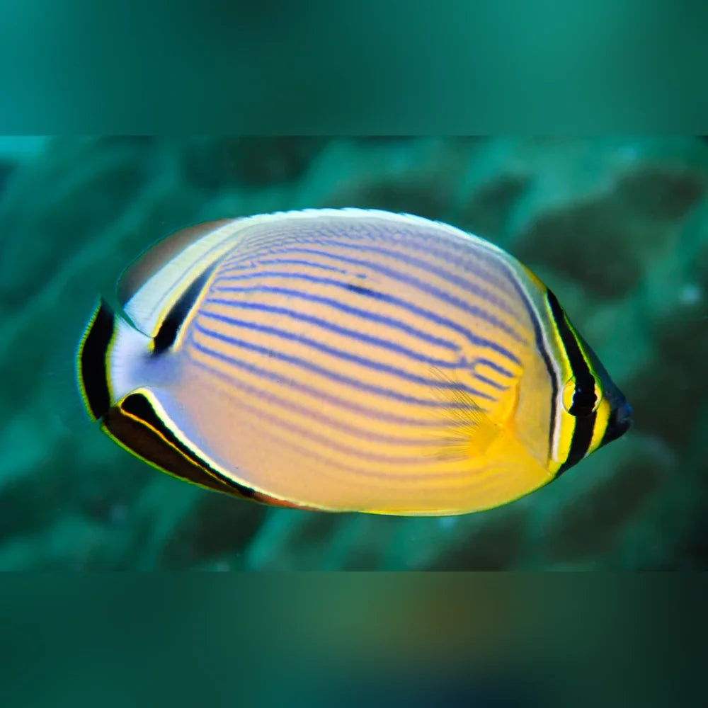 Colorful butterflyfish swimming in clear blue water