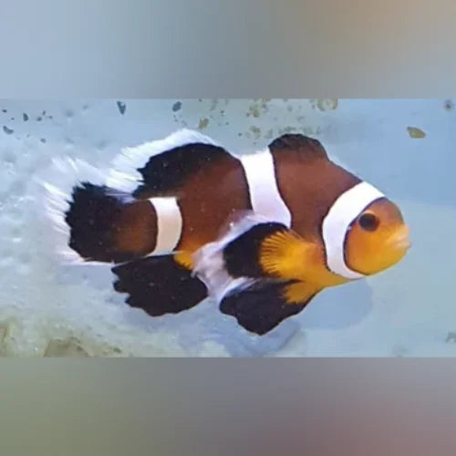 Mocha Longfin Clownfish
