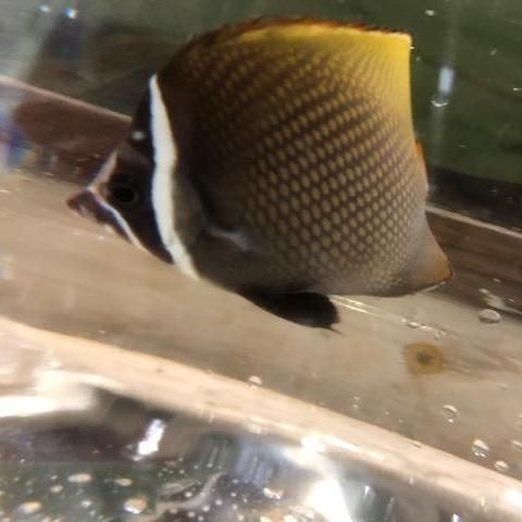 Pakistan Butterflyfish