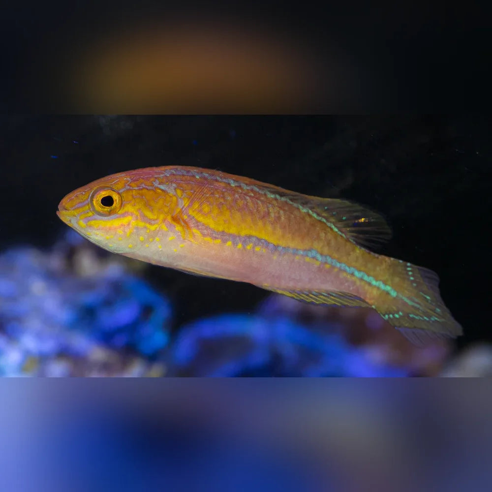 Pintail Fairy Wrasse
