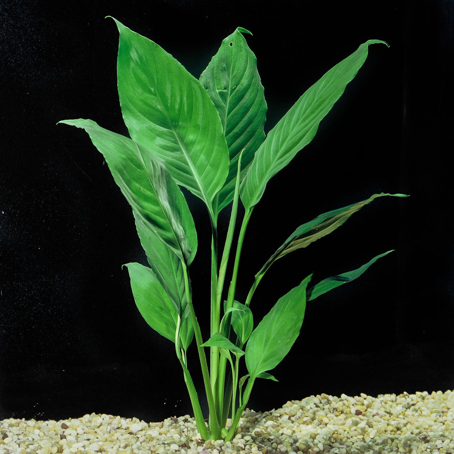 Brazil Sword aquarium and terrarium plant