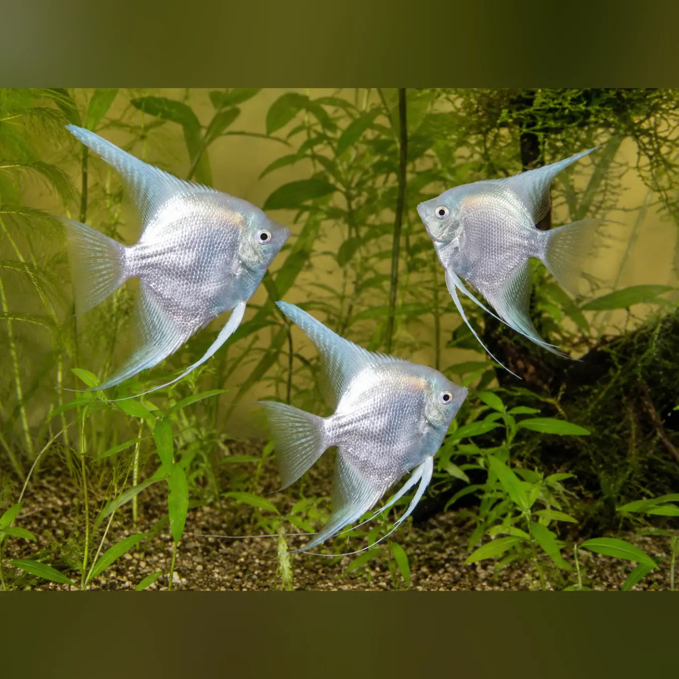 Platinum Angelfish (Group of 3)