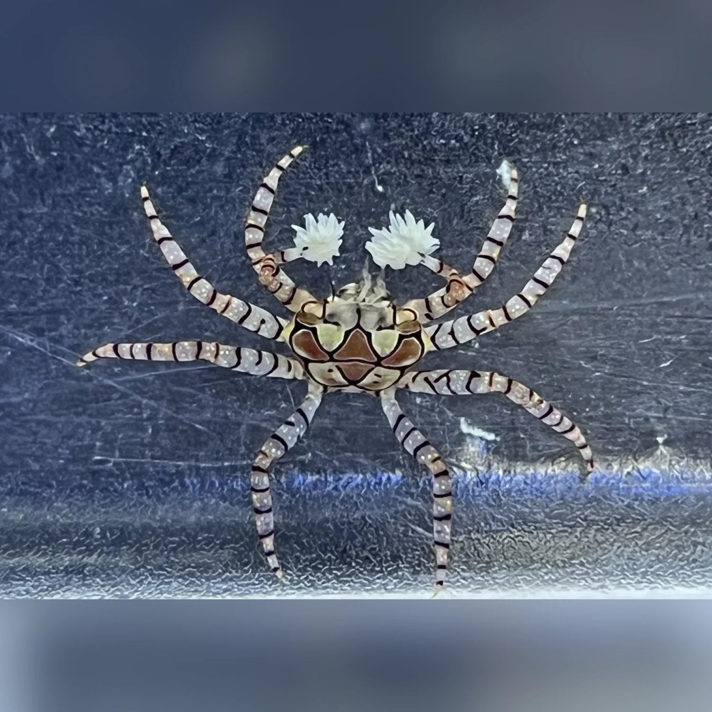 Colorful crab on a reflective surface