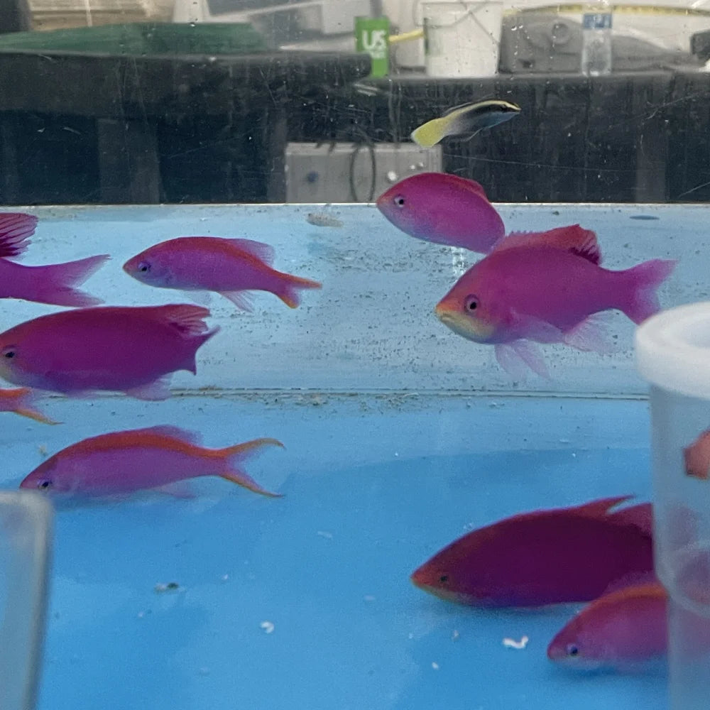 Purple Queen Anthias