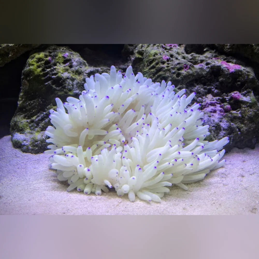 Sebae Anemone