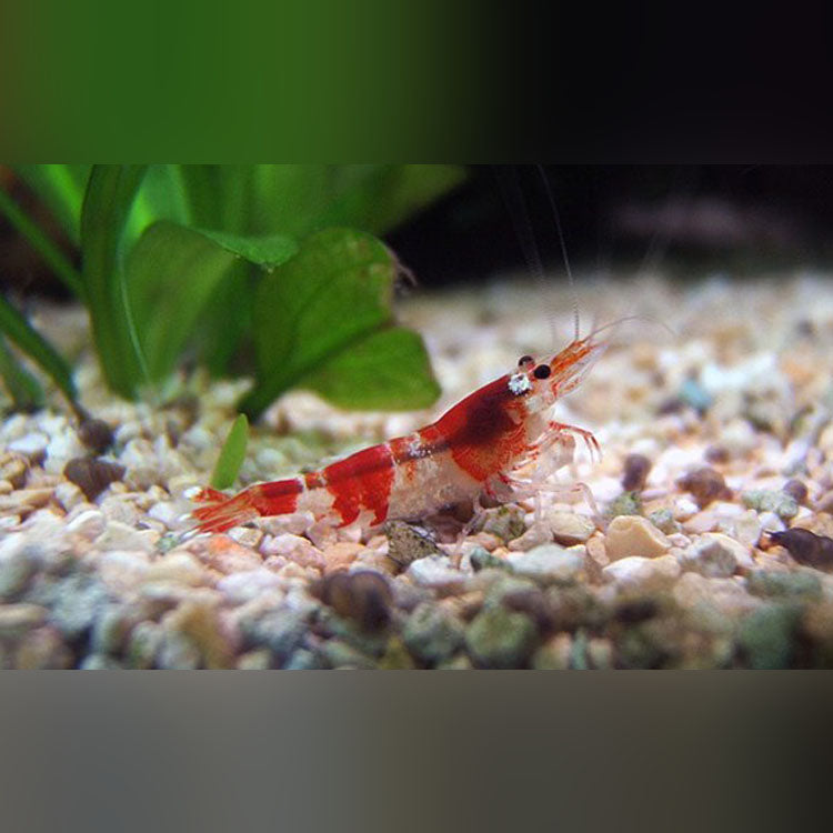 Red Rili Shrimp