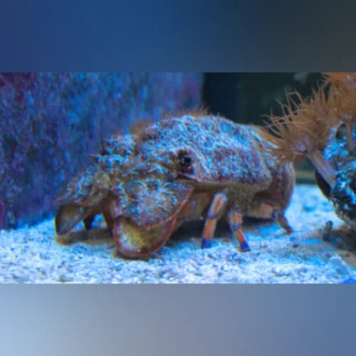 Slipper Lobster