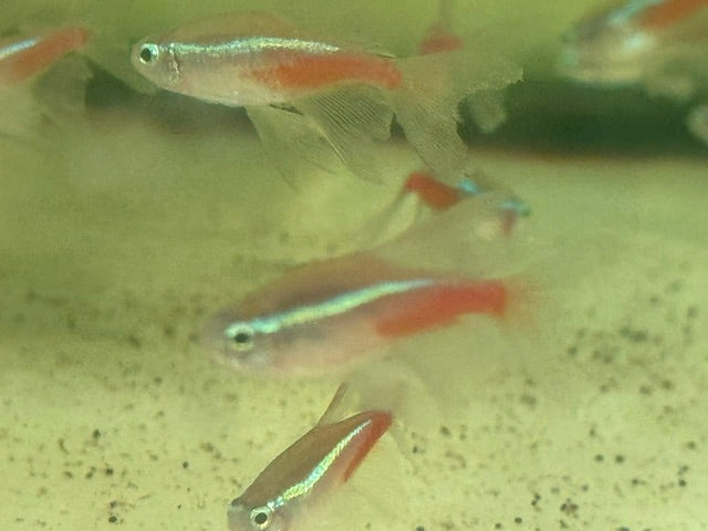 Long Fin Neon Tetra