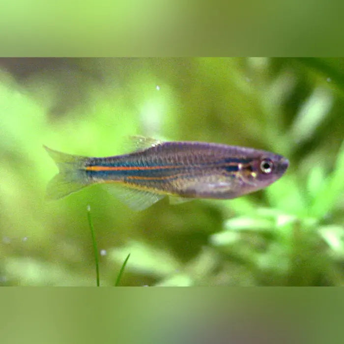 Turquoise Danio