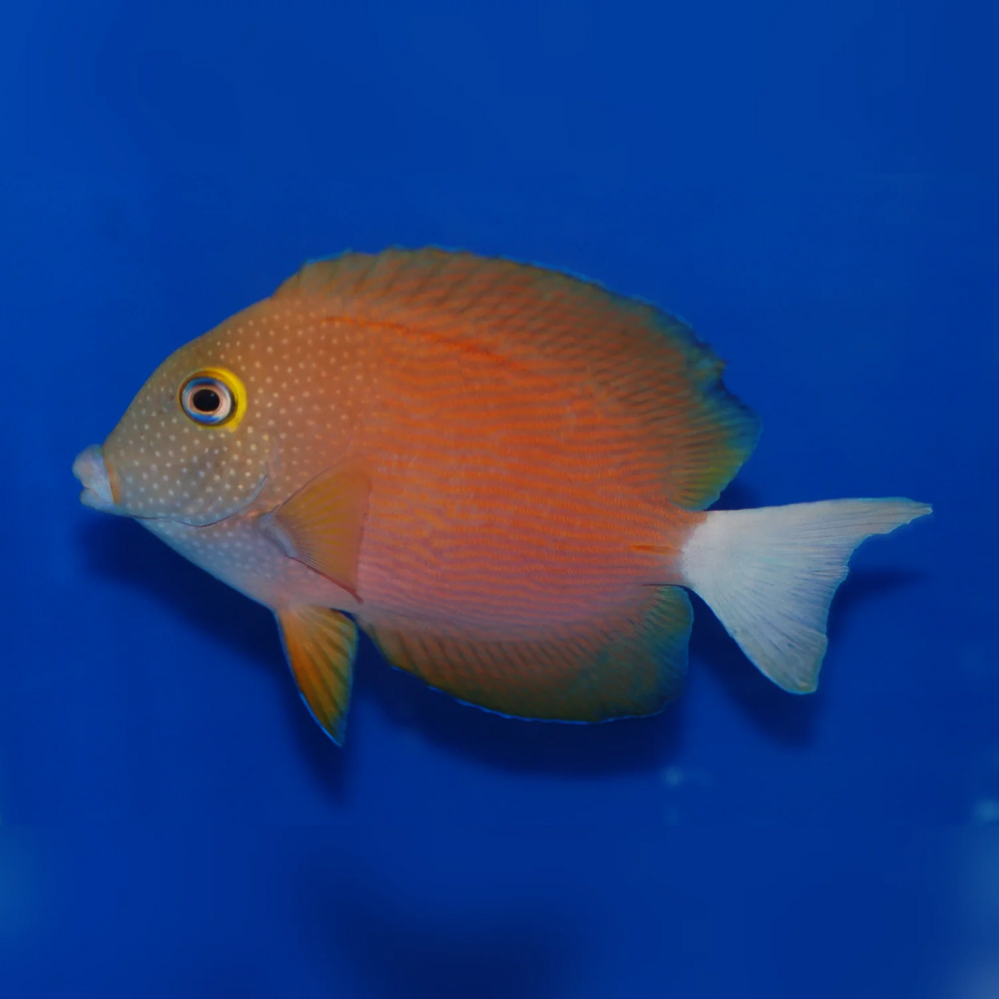 White Tail Kole Tang