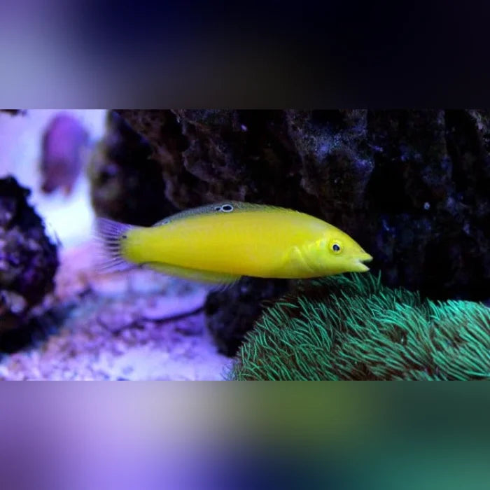 Yellow fish swimming in an aquarium with green corals and rocks.