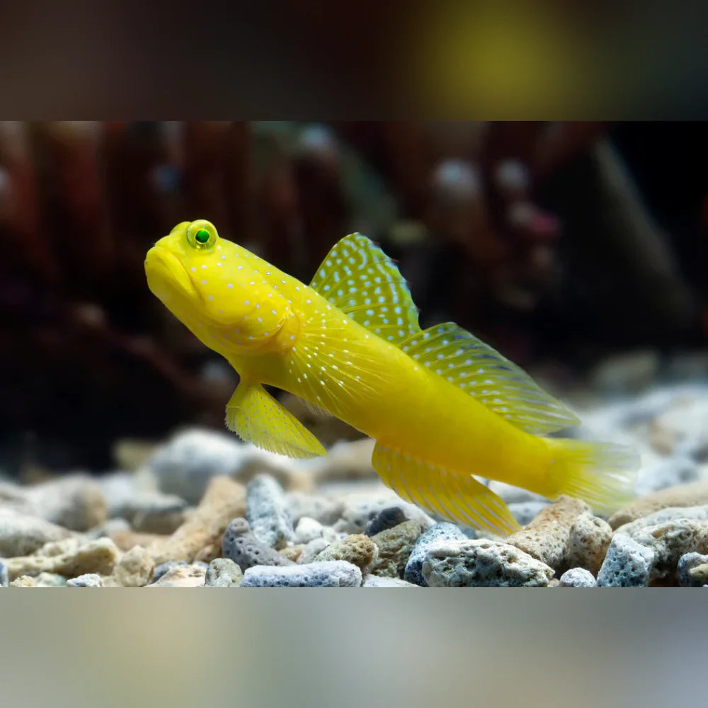 Yellow fish with white spots on a rocky substrate
