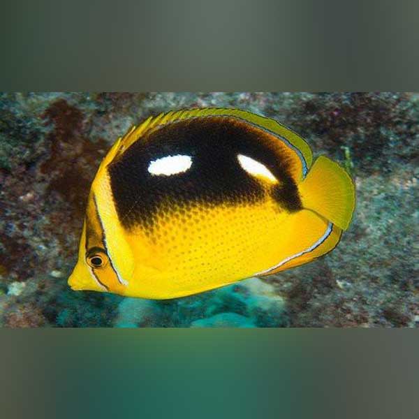4 Spot Butterfly Fish - Chaetodon quadrimaculatus