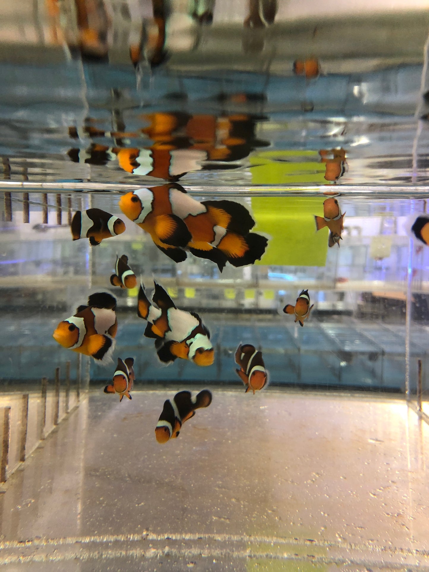 Black Longfin Clownfish