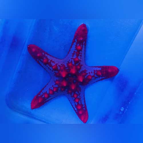 African Red Starfish for sale – AquariumFish.com