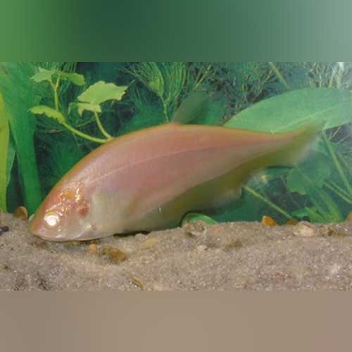 Albino Clown Knifefish