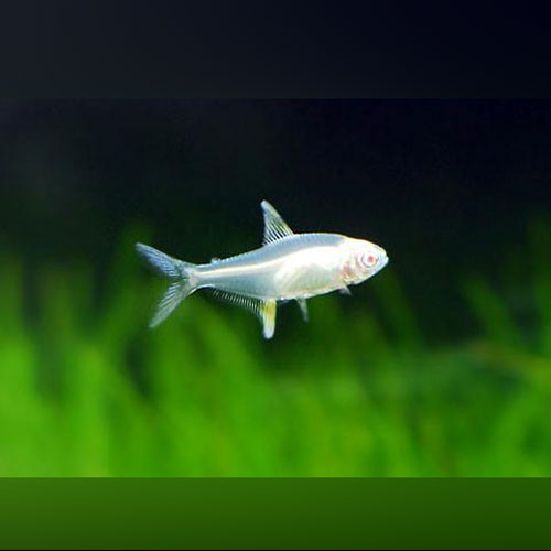 Albino Lemon Tetra
