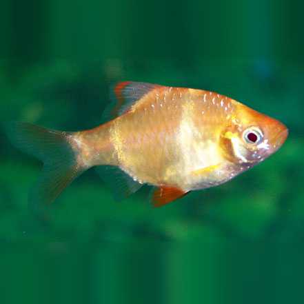 Albino Tiger Barb