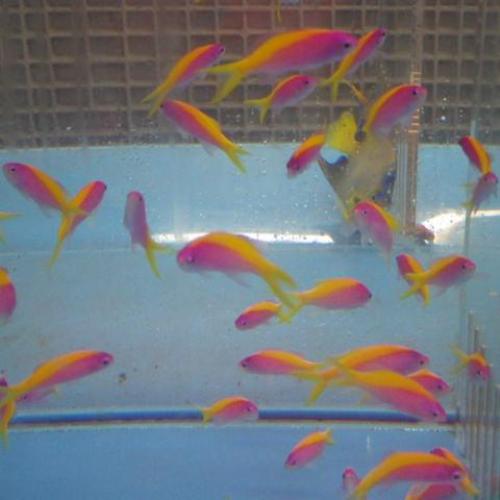Bartlett's Anthias