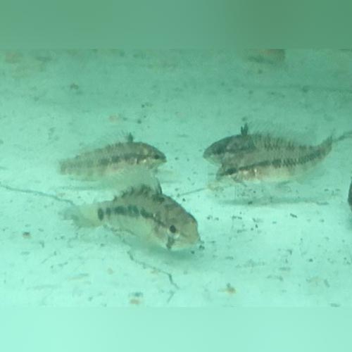 Apistogramma Agassizi