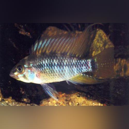 Apistogramma Eunotus Dwarf Cichlid