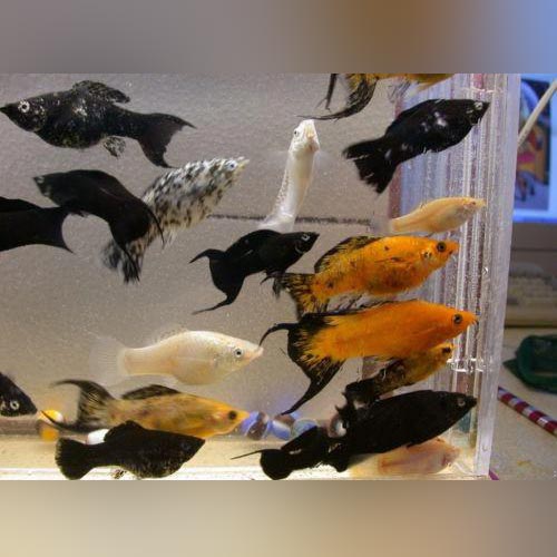 Assorted Lyretail Mollies for sale – - Main Image