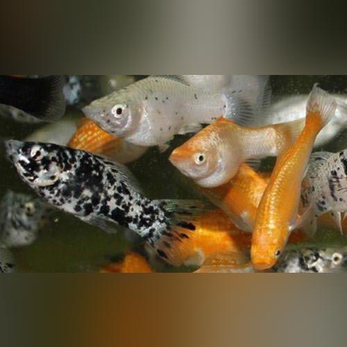 Assorted Molly (Lot of 6)