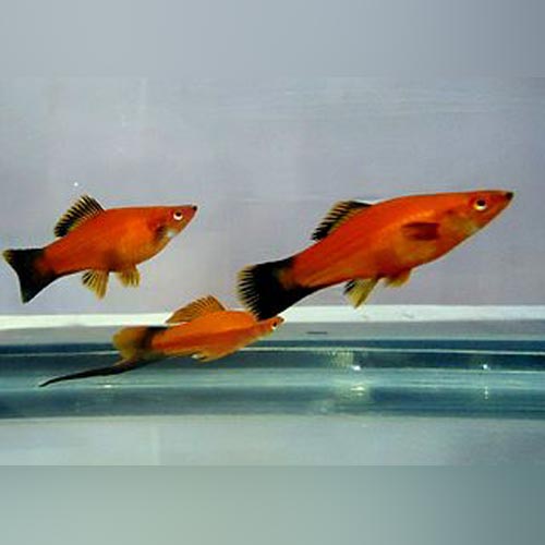Assorted Swordtails (Lot of 6)