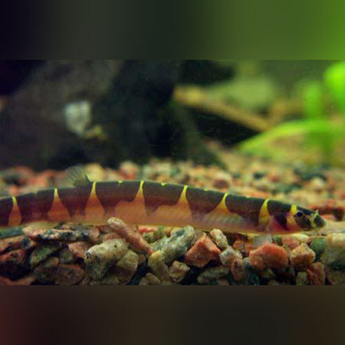 Banded Kuhli Loach