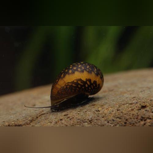 Batik Snail