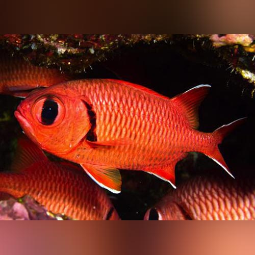 Big Eye Red Squirrelfish