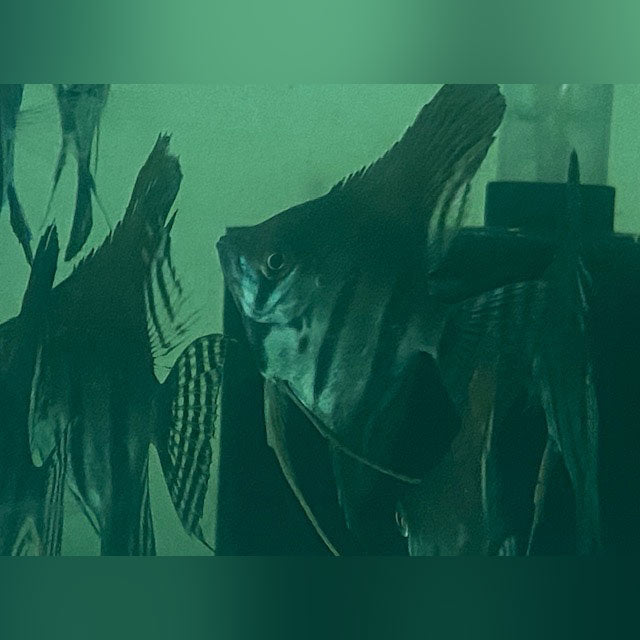 Black Lace Angelfish