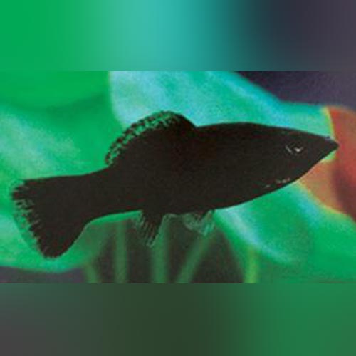 Black Molly
