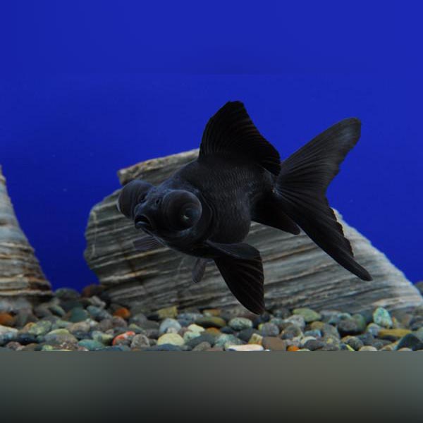 Black Moor Goldfish for sale –