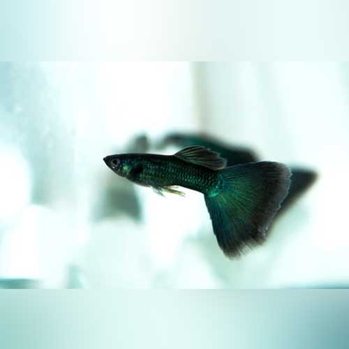 Black Moscow Guppy (Pair)