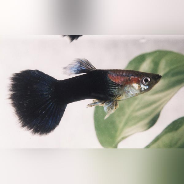 Black Phantom Guppy (Pair)