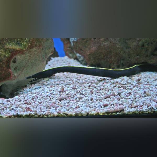 Black Ribbon Eel