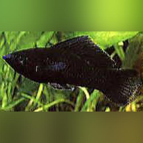 Black Sailfin Molly (Pair)