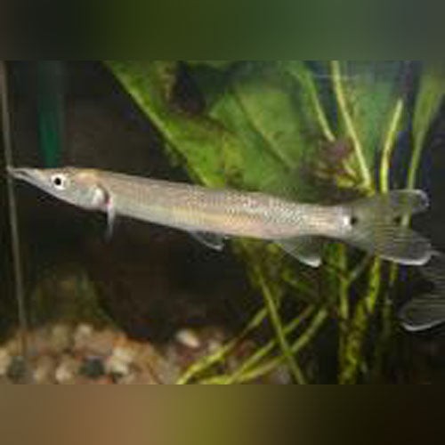 Black Spot Gar