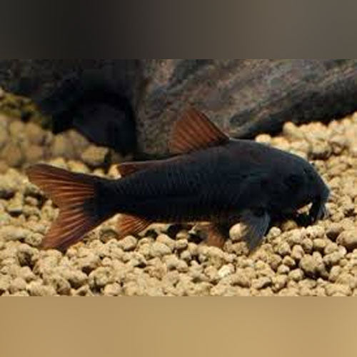 Black Venezuelan Cory