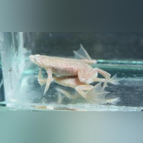 Blond Dwarf Frog