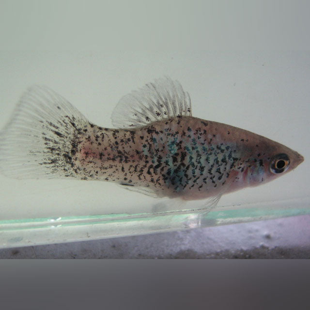 Blue Dalmation Platy