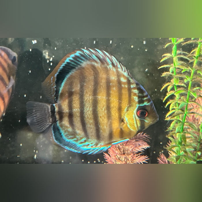 Blue Discus - Wild