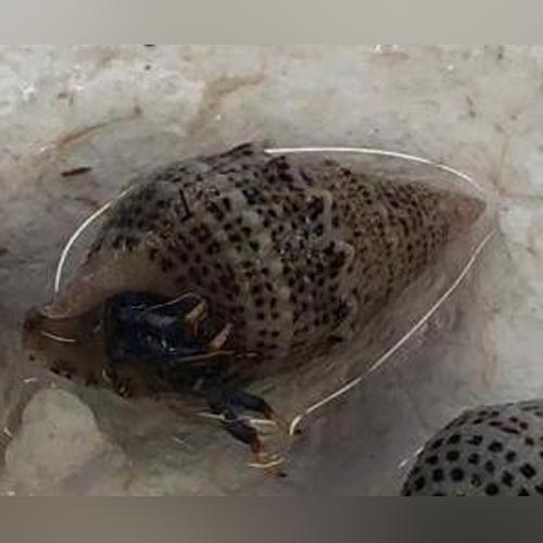 Blue Leg Hermit Crab